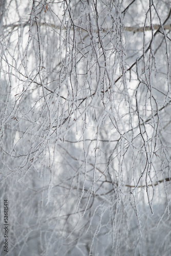 Frost on the branches of a birch tree in winter in the park, blurred background