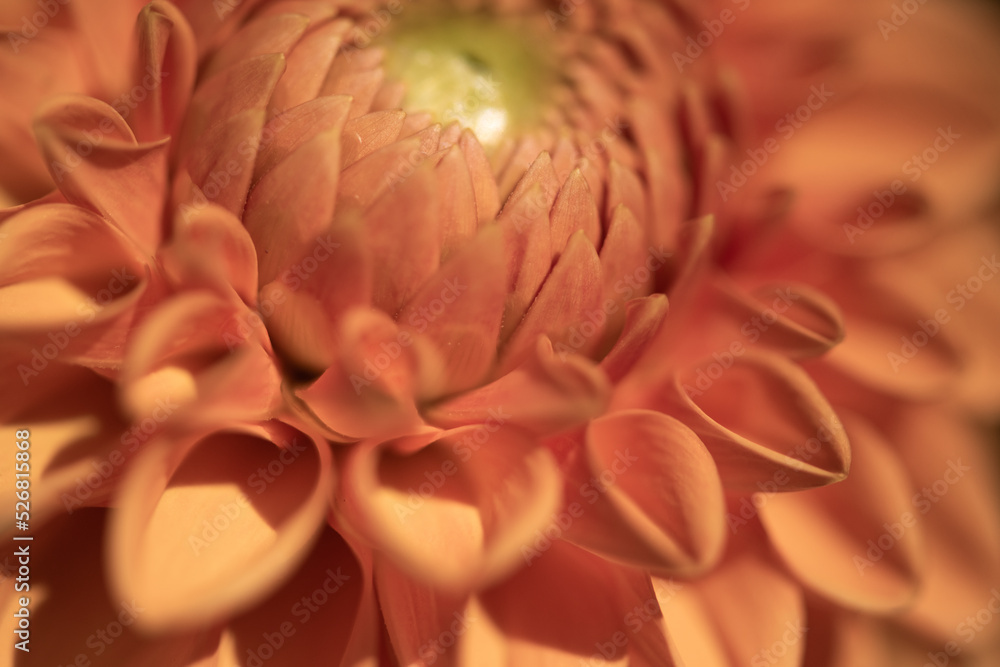 abstract close up of inside of orange dahlia flower abstract close up of inside of orange dahlia flower