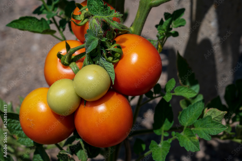 Close-up of orange and green tomato