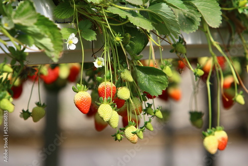 Strawberries grow on a kibbutz in Israel. photo