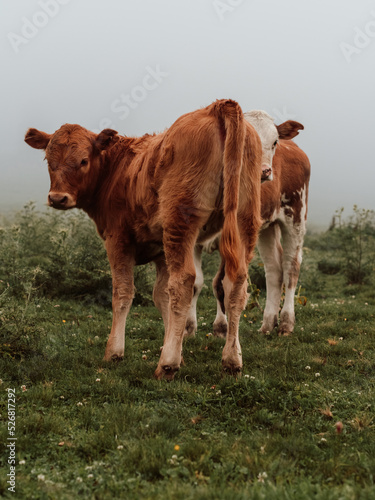 Two calves in a green meadow on a foggy summer morning