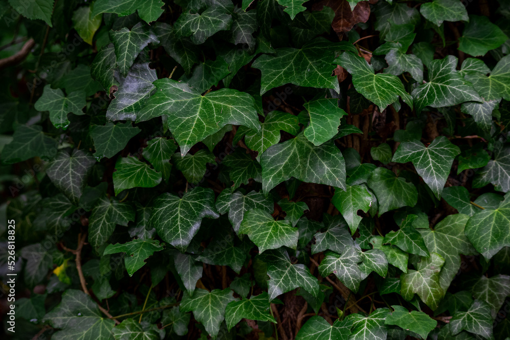 Green ivy growing on the side of a tree Green ivy growing on the side of a tree