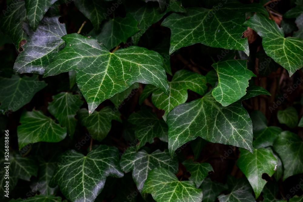 Green ivy growing on the side of a tree Green ivy growing on the side of a tree