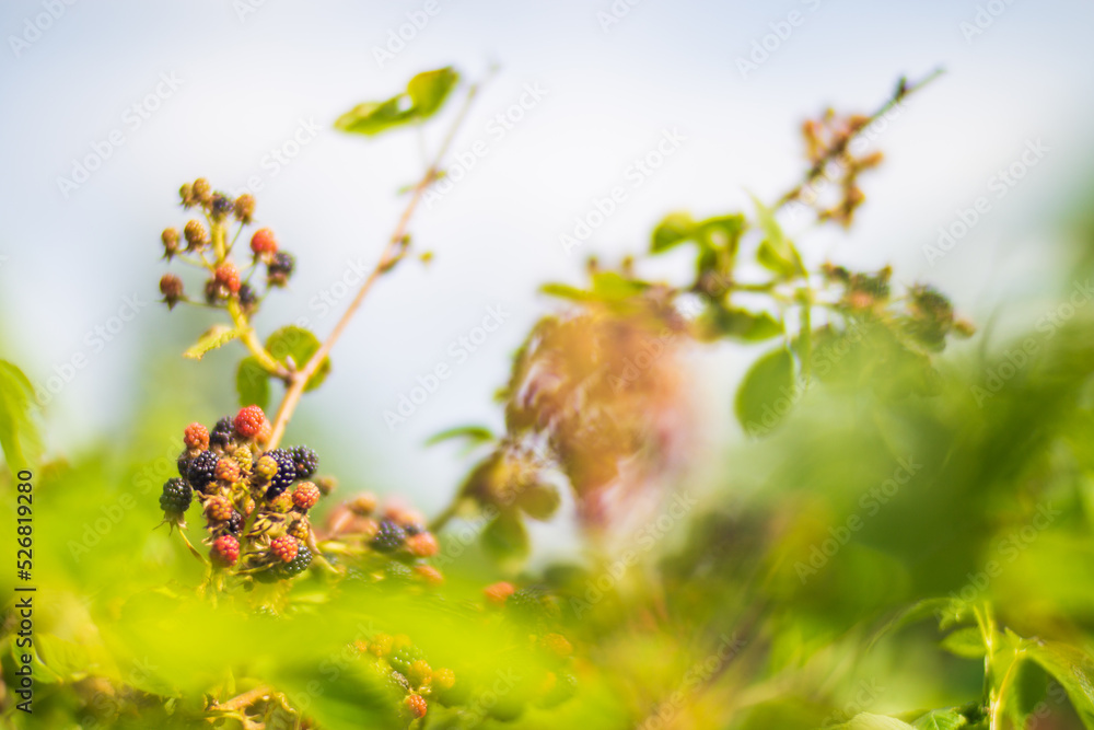 Ripe, juicy blackberry. Garden fruit bush. Beautiful natural rural landscape with strong blurred background. The concept of healthy food with vitamins