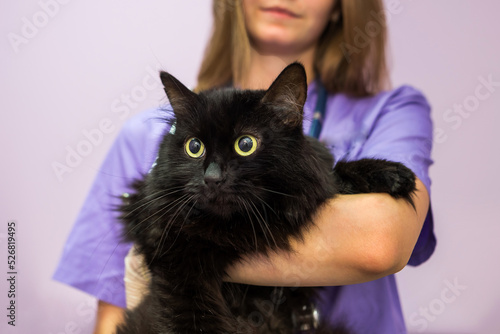 female veterinarian holding a black cat in her arms