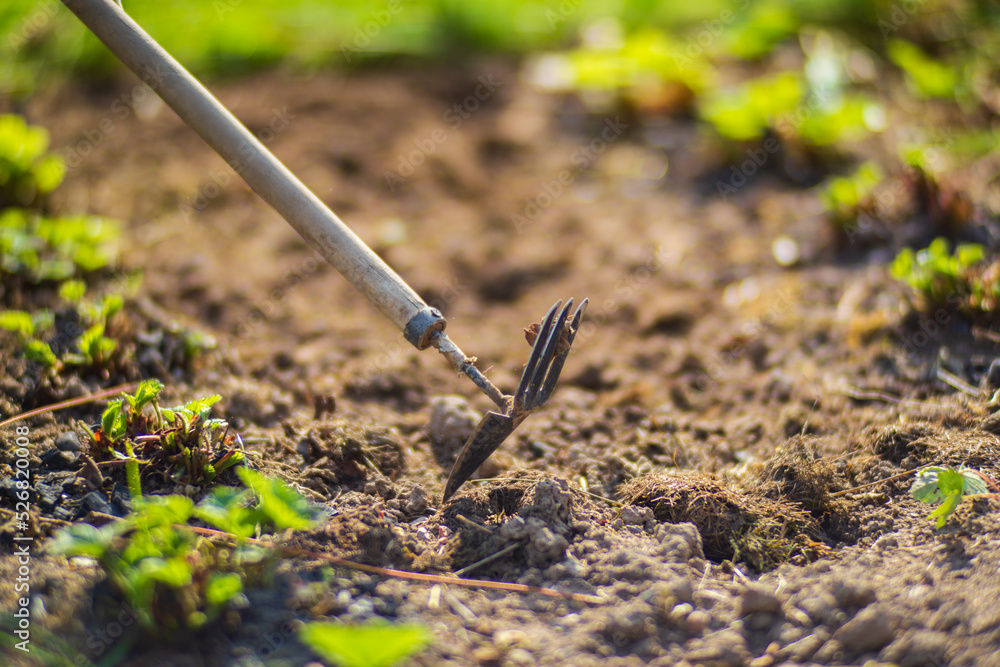 Farmer cultivating land in the garden with hand tools. Soil loosening. Gardening concept. Agricultural work on the plantation Farmer cultivating land in the garden with hand tools. Soil loosening. Gardening concept. Agricultural work on the plantation