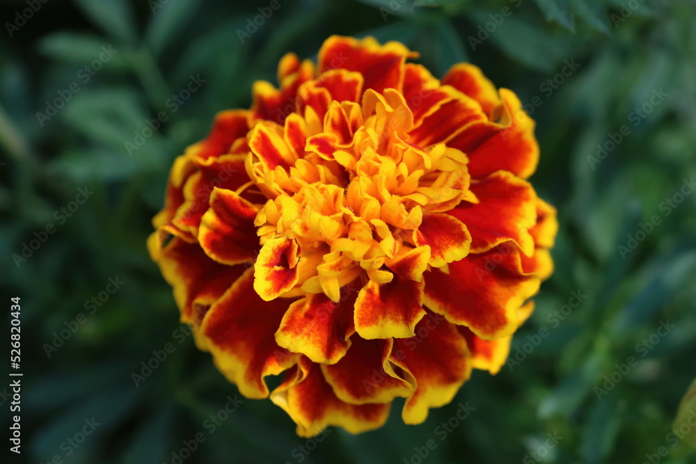 Orange and Red Marigold Flower Orange and Red Marigold Flower