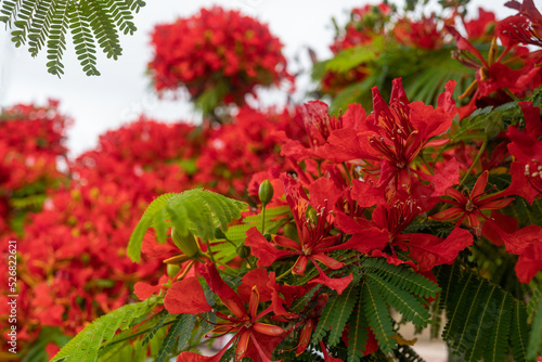 Red flowers background. Delonix regia, a bean ornamental tree