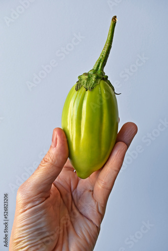 Green scarlet eggplant on hand in a bright background 