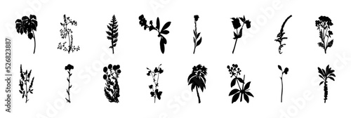 A large set of flowers and plants. Collection of plants, flowers and herbs. Black silhouettes of plants. Botanical patterns.