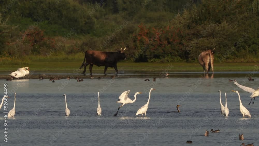 Great white egrets (Ardea alba) hunting in shallow waer while