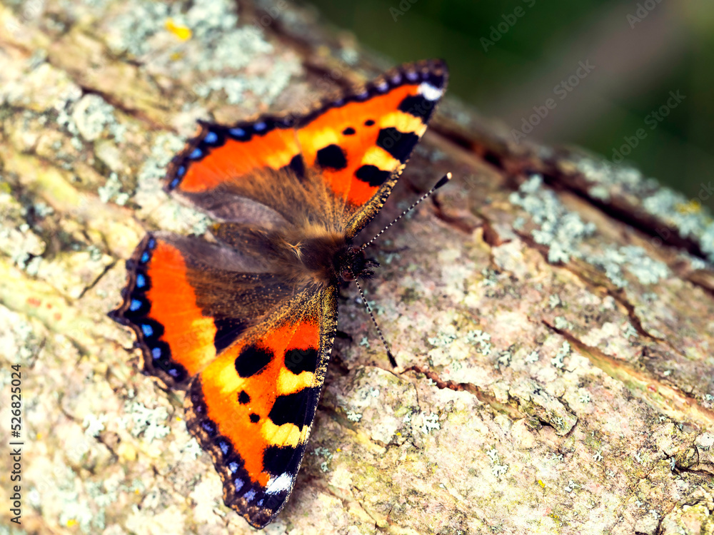 Obraz premium Beautiful close-up of a butterfly, great design for any purposes. Natural beauty. Colorful summer concept.