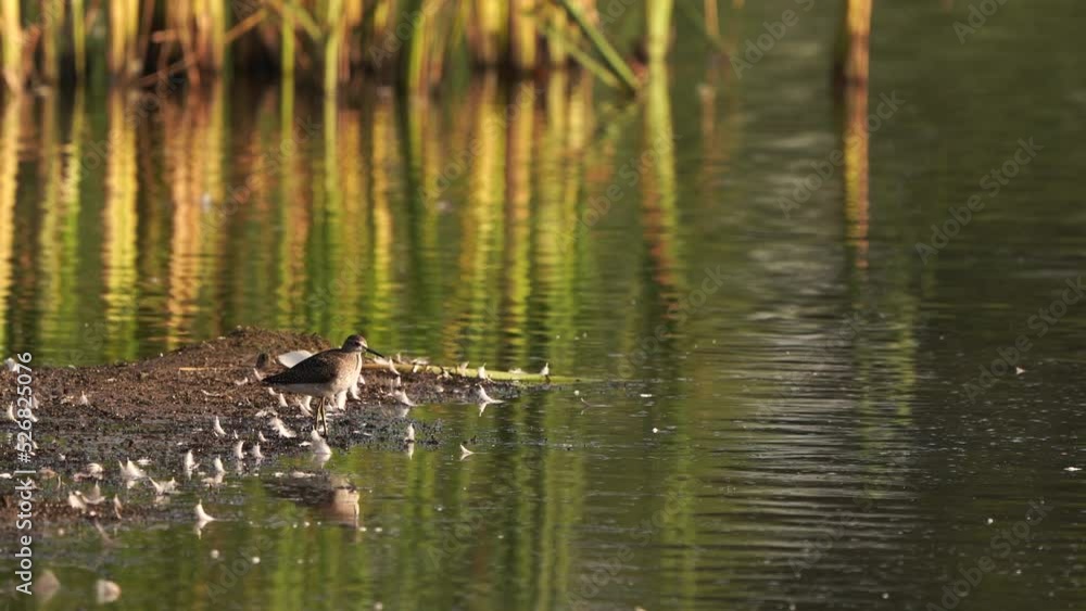 A Wood Sandpiper(Tringa glareola) standing in a wetland A Wood Sandpiper(Tringa glareola) standing in a wetland