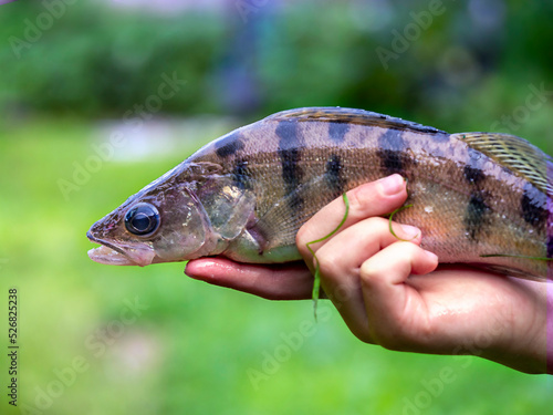 Caught fish in the hands of a fisherman for conceptual design. Nature background. Healthy activity . Hobby concept.