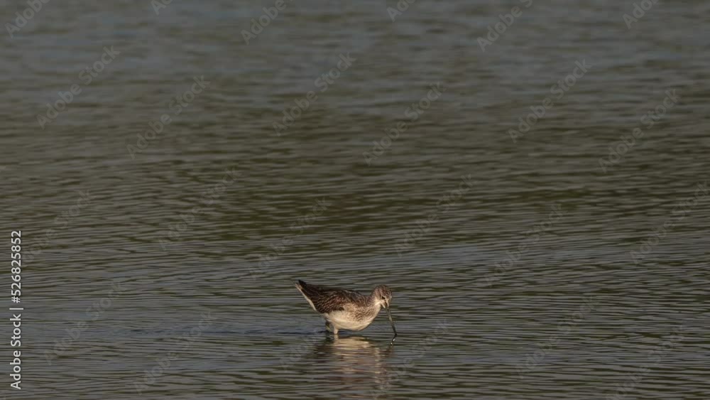 A Common Greenshank (Tringa nebularia) foraging in shallow water A Common Greenshank (Tringa nebularia) foraging in shallow water