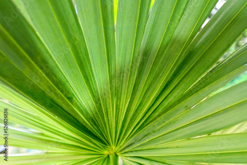 Beautiful palm leaves, green background, closeup. Exotic plant. Top view Palm leaves of green leaf texture pattern background green concept, copy space for your text