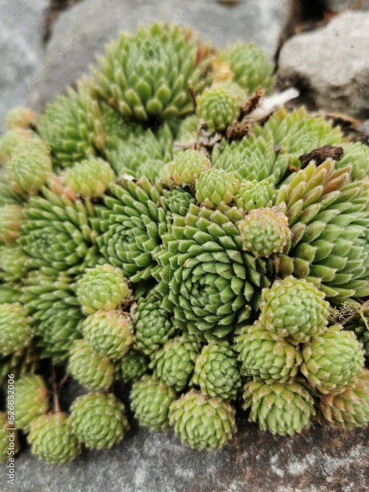 sempervivum sempervivum