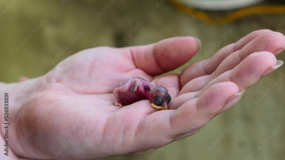 Fledgling chick that fell out of the nest in the arms