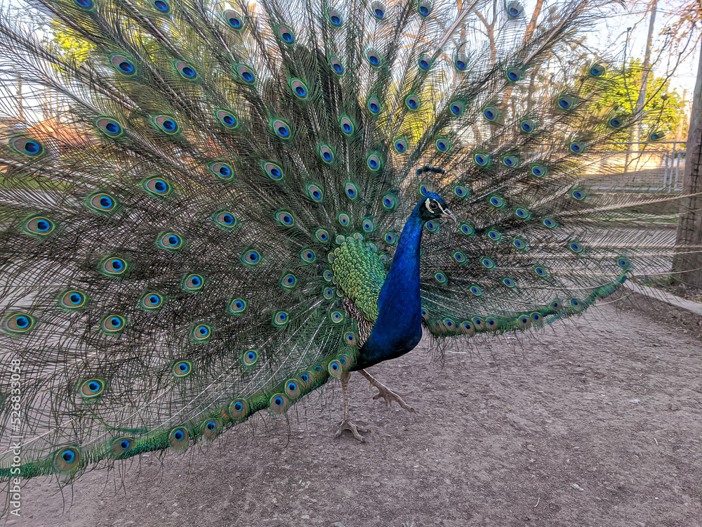 Obraz premium Peacock portrait in the zoo