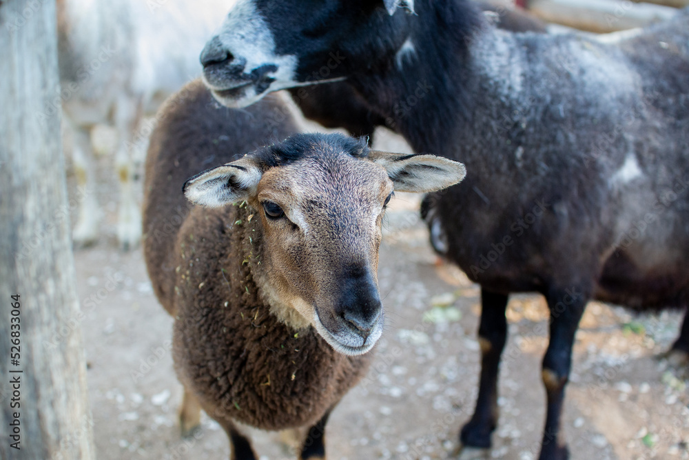 Cute sheep and goats on the farm