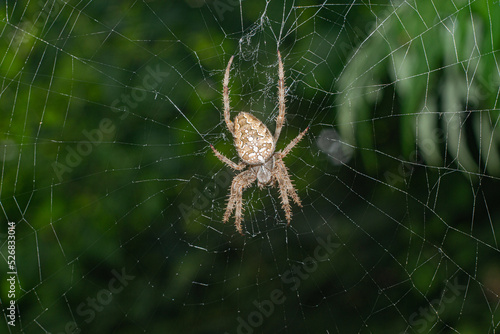 spider in a web with green foliage in the background