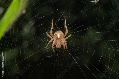 spider in a web with green foliage in the background © Darcraft
