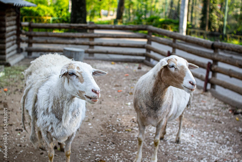 Fototapeta Naklejka Na Ścianę i Meble -  Cute sheep and goats on the farm