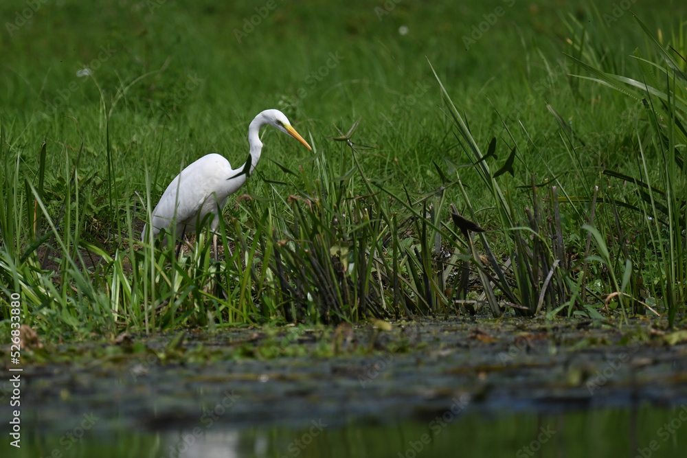 Fototapeta premium great white heron
