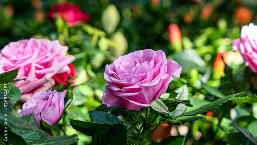 A beautiful rose flowers outdoors