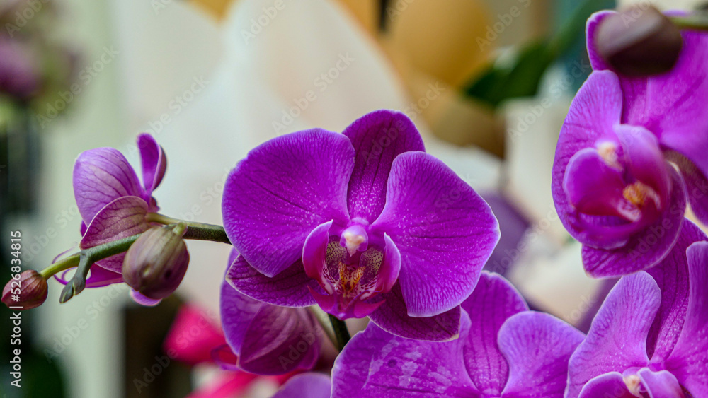 Beautiful phalaenopsis orchids Beautiful phalaenopsis orchids