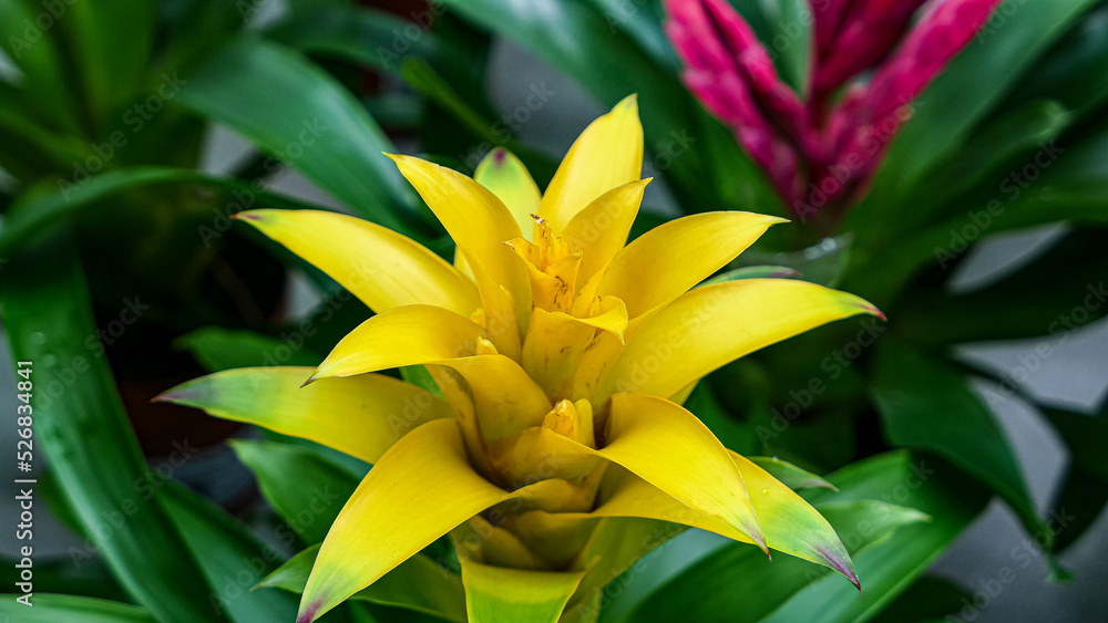 Obraz premium A beautiful bromeliad plants outdoors