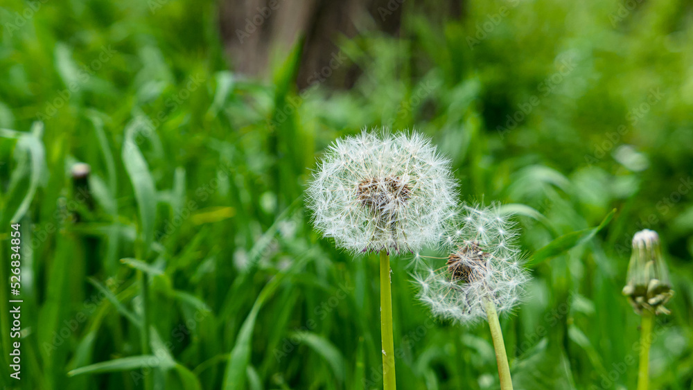 A beautiful dandelions flowers outdoors A beautiful dandelions flowers outdoors