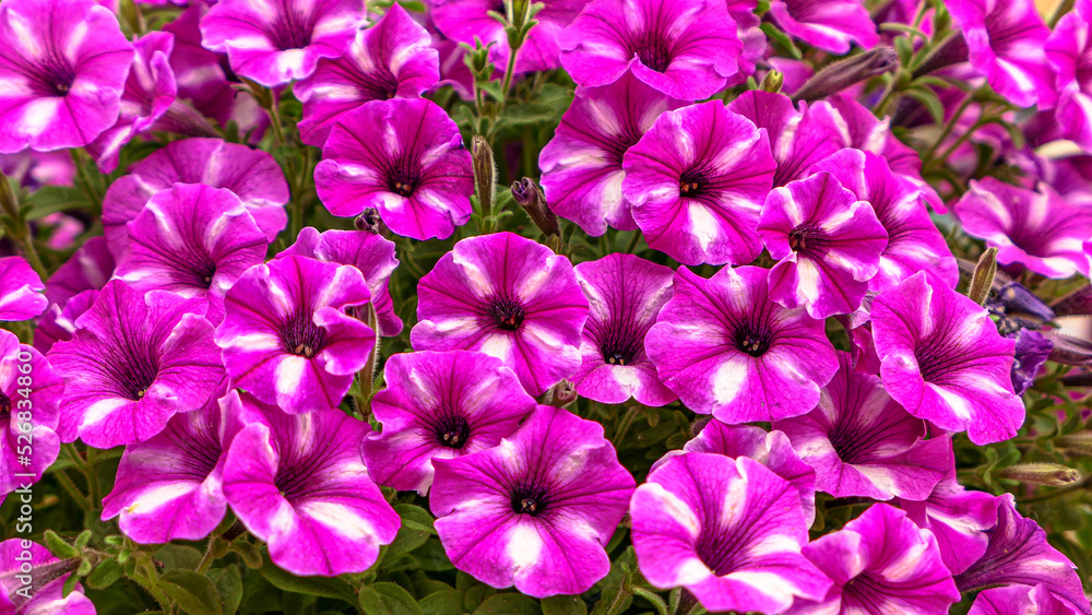 Beautiful petunia flowers Beautiful petunia flowers