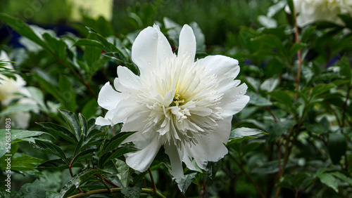 Beautiful peony flowers