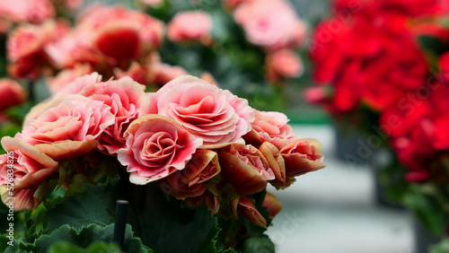 A beautiful begonia flowers...