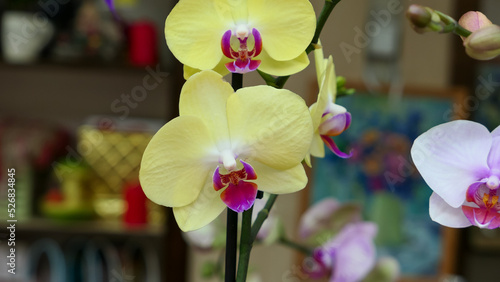 Beautiful phalaenopsis orchids