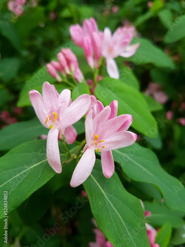 Beautiful sakura flowers