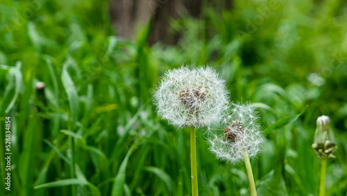 A beautiful dandelions flowers outdoors