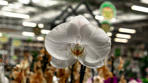 Beautiful phalaenopsis orchids photo