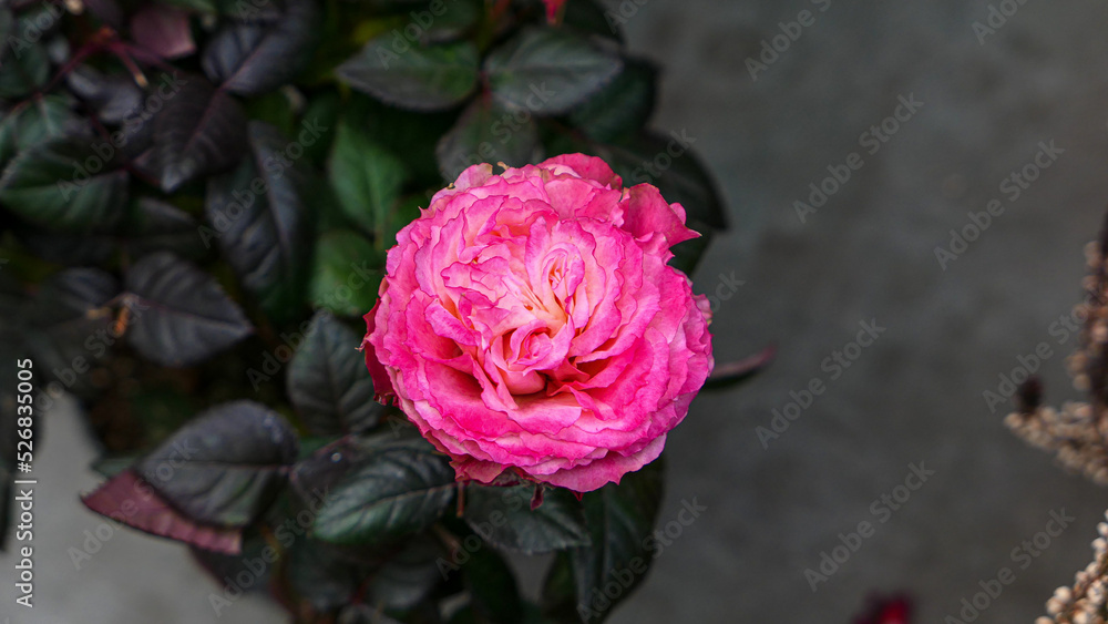 A beautiful rose flowers outdoors