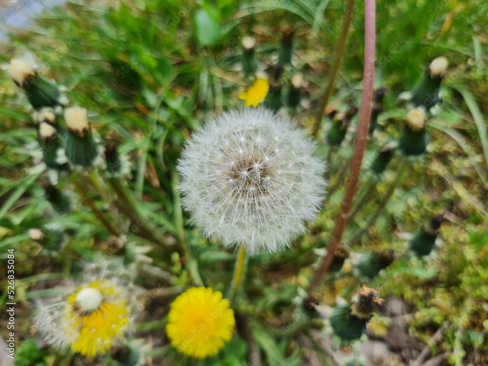 A beautiful dandelions flowers outdoors A beautiful dandelions flowers outdoors