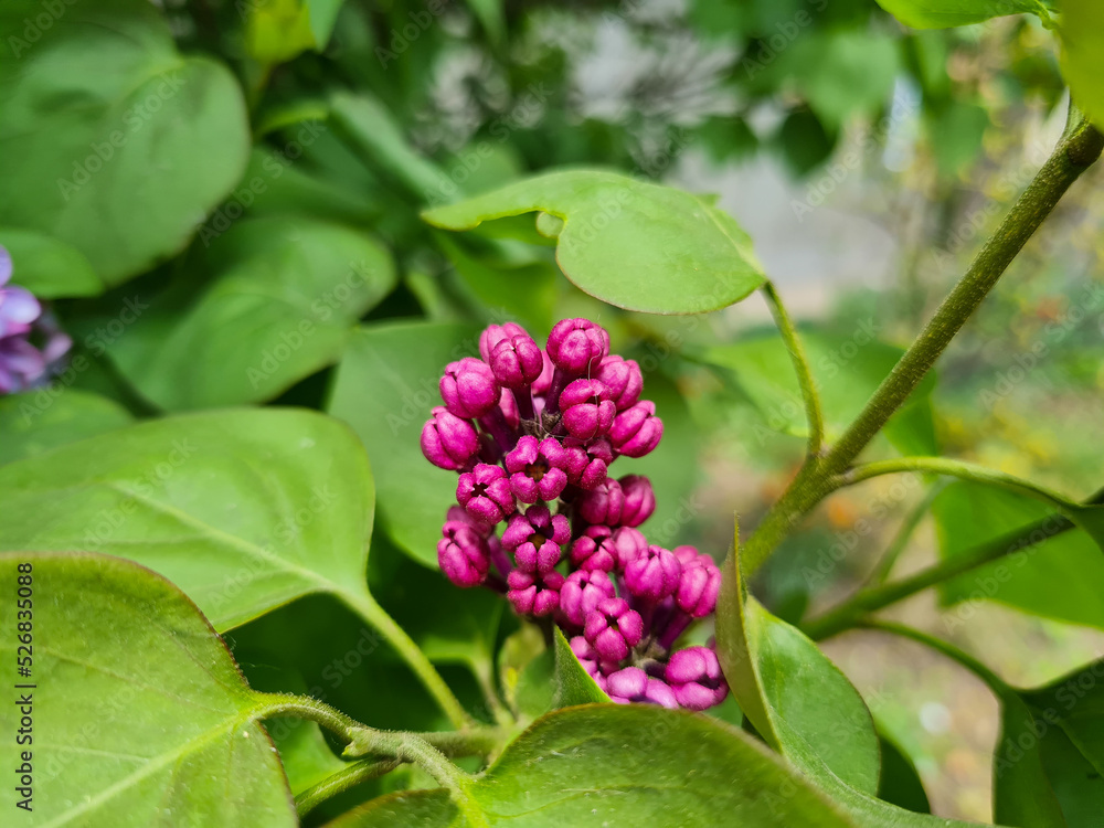 A beautiful lilac flowers outdoors
