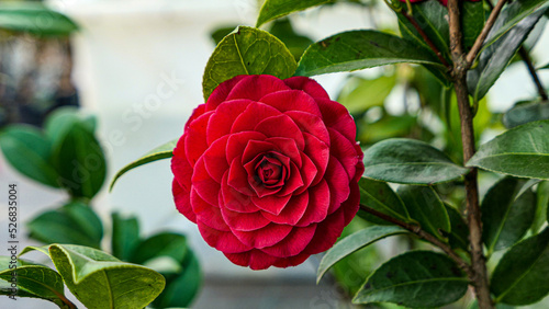 Beautiful ranunculus flowers
