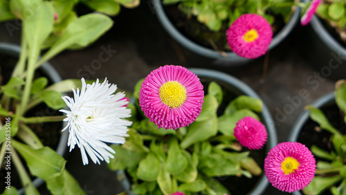 A beautiful daisies flowers...