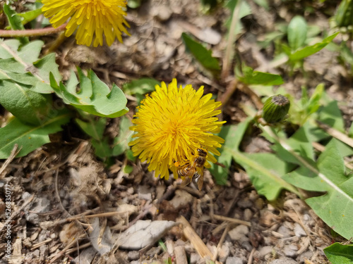 A beautiful dandelions flow...