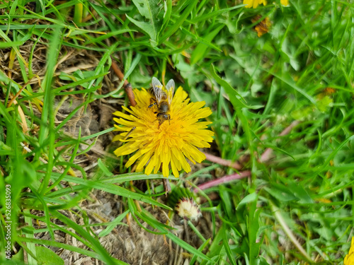 A beautiful dandelions flow...