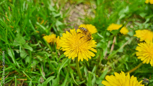 A beautiful dandelions flow...