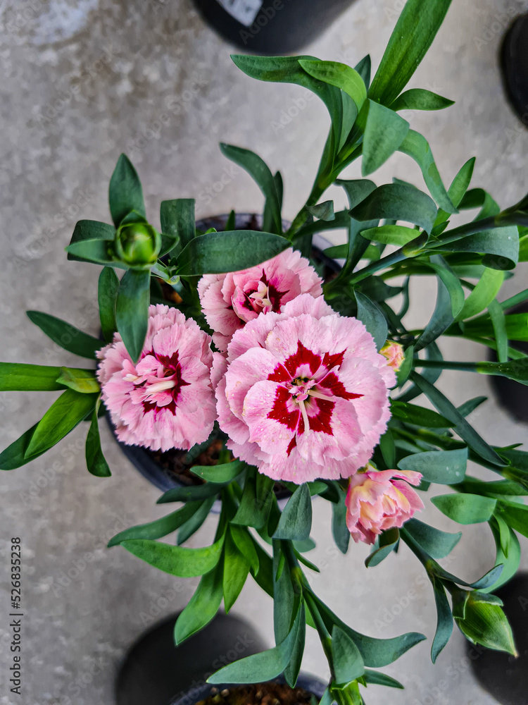 A beautiful carnations flowers outdoors