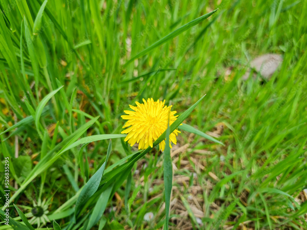 A beautiful dandelions flowers outdoors A beautiful dandelions flowers outdoors