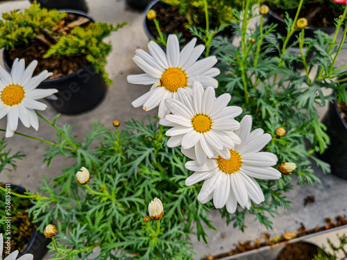 A beautiful daysies flowers...